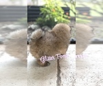 Small #2 Pomeranian