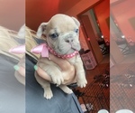 Small Photo #1 French Bulldog Puppy For Sale in PUYALLUP, WA, USA
