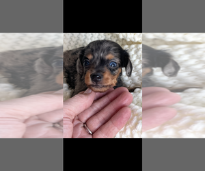Dachshund Puppy for sale in NILES, MI, USA