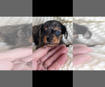 Image preview for Ad Listing. Nickname: AKC Norman