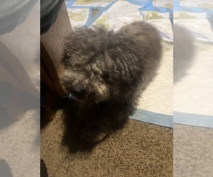 Shih Tzu Puppy for sale in BRYANT, AR, USA