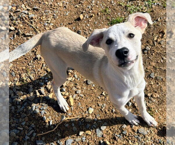 Medium Photo #2 Labrador Retriever Puppy For Sale in Bryant, AR, USA