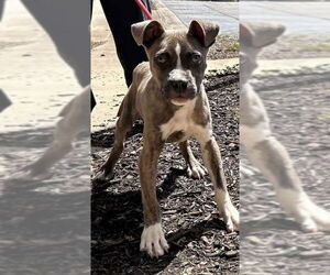 Hatcher (GA) - Male Boxer-Unknown Mix Dog for Adoption - Photo #4