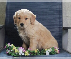 Golden Labrador Puppy for sale in FREDERICKSBURG, OH, USA