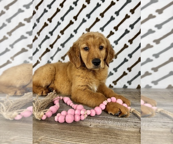 Medium Photo #1 Golden Retriever Puppy For Sale in INDIANAPOLIS, IN, USA