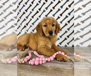 Golden Retriever Puppy for sale in INDIANAPOLIS, IN, USA