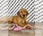 Image preview for Ad Listing. Nickname: Rosie