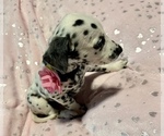 Small Photo #10 Dalmatian Puppy For Sale in TEMPLE, TX, USA