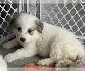 Great Pyrenees Puppy for sale in PETERSON, IA, USA