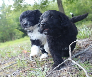 Aussiedoodle Puppy for sale in CONWAY, SC, USA