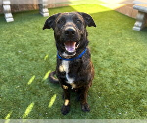 Holland Shepherd-Unknown Mix Dogs for adoption in Moreno Valley, CA, USA