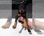 Small Photo #3 Doberman Pinscher Puppy For Sale in WESTWOOD, CA, USA