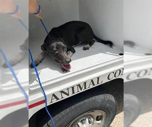 Labrador Retriever-Unknown Mix Dogs for adoption in Houston, TX, USA