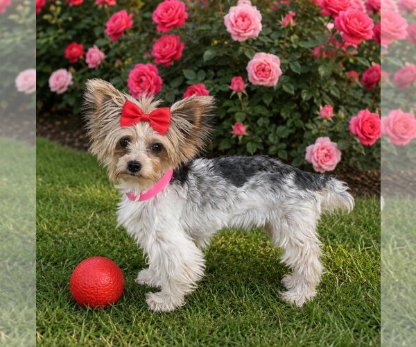 Medium Photo #1 Mutt Puppy For Sale in Bon Carbo, CO, USA