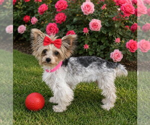 Mutt Dogs for adoption in Bon Carbo, CO, USA
