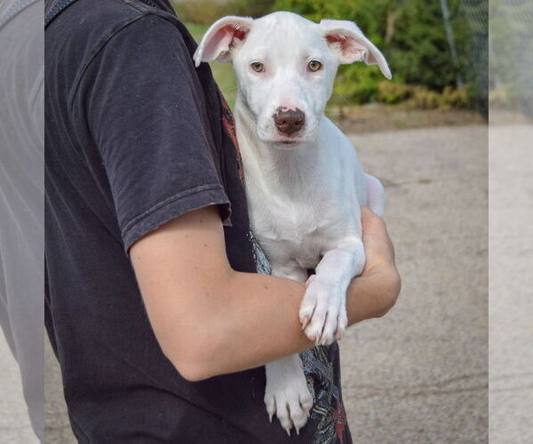Medium Photo #3 Borador Puppy For Sale in Huntley, IL, USA