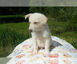 Small #4 German Shepherd Dog
