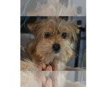 Small Chihuahua Mix
