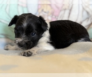 Yorkshire Terrier Puppy for sale in WILLISTON, SC, USA