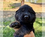 Puppy 1 German Shepherd Dog