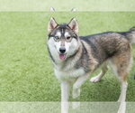 Small #2 Siberian Husky Mix