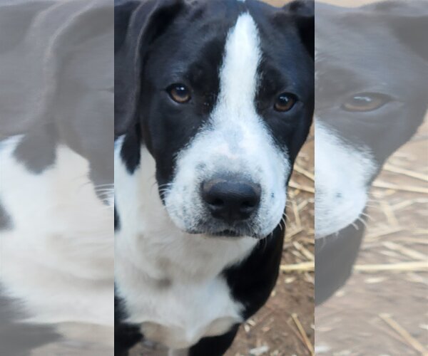 Medium Photo #1 Boxador Puppy For Sale in Spring, TX, USA