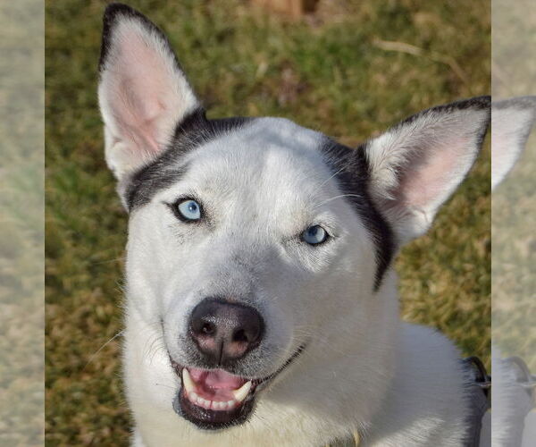 Medium Photo #1 Border Collie-Siberian Husky Mix Puppy For Sale in Huntley, IL, USA
