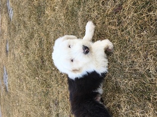 Old English Sheepdog Puppy for sale in BELLEVUE, NE, USA