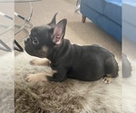 Small #10 French Bulldog