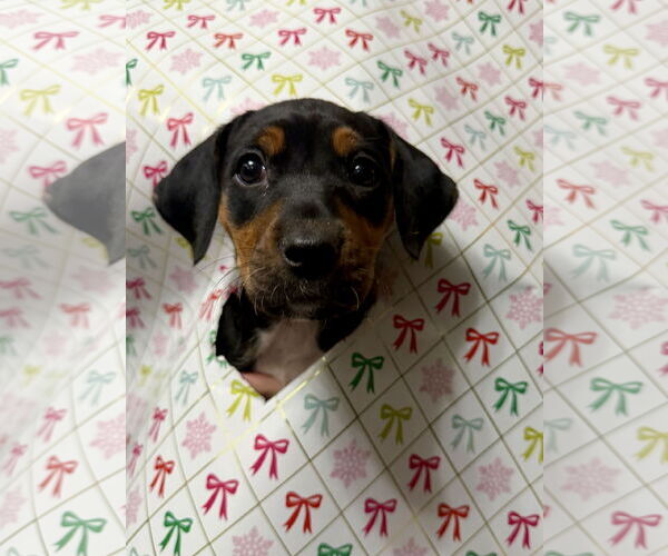 Medium Photo #8 Mutt Puppy For Sale in Holly Springs, NC, USA