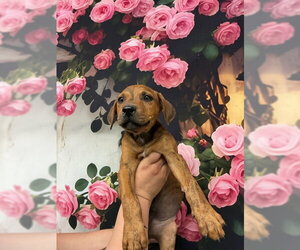 Mutt Dogs for adoption in San Bernardino, CA, USA