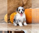 Small Photo #1 Australian Shepherd Puppy For Sale in WESLEY CHAPEL, FL, USA