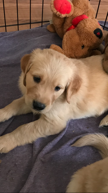 Medium Photo #1 Golden Retriever Puppy For Sale in EAU CLAIRE, WI, USA