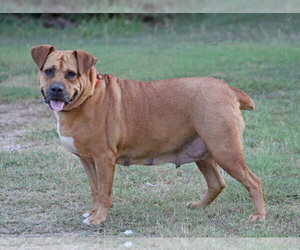Gracie (TX) - Female Boxador Dog for Adoption - Photo #5