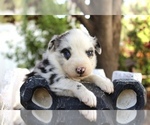 Small Photo #14 Australian Shepherd Puppy For Sale in ACTON, CA, USA