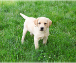 Small #3 Labrador Retriever