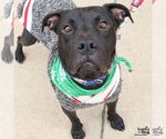 Small #16 American Pit Bull Terrier-Labrador Retriever Mix