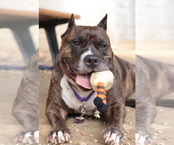 Medium Photo #7 Mutt Puppy For Sale in Philadelphia, PA, USA