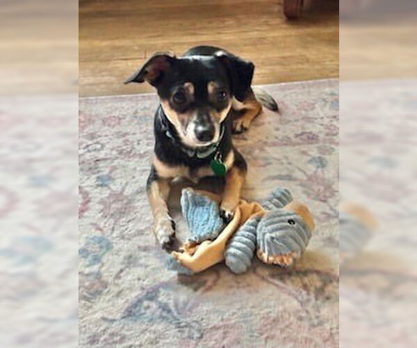 Medium Photo #10 Chiweenie Puppy For Sale in Andover, MN, USA