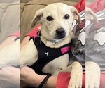 Small Labrador Retriever Mix