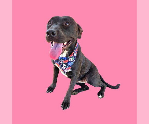 Medium Photo #1 Mutt Puppy For Sale in Bakersfield, CA, USA