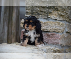 Cavalier King Charles Spaniel-Poodle (Toy) Mix Puppy for sale in SILEX, MO, USA