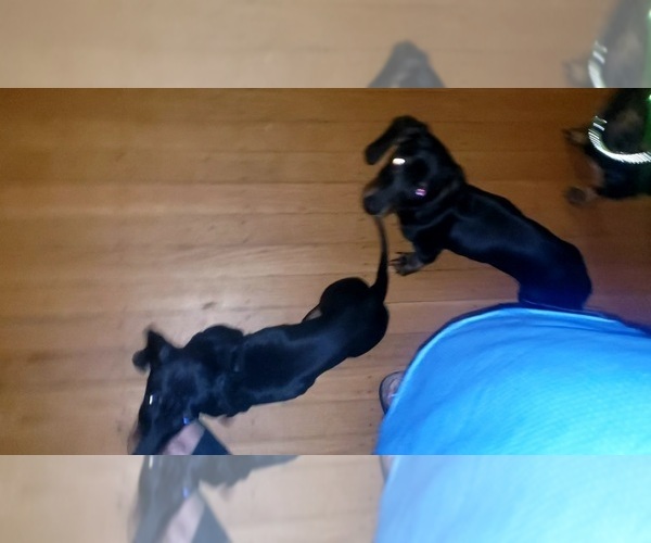 Medium Photo #1 Dachshund Puppy For Sale in INDIANAPOLIS, IN, USA