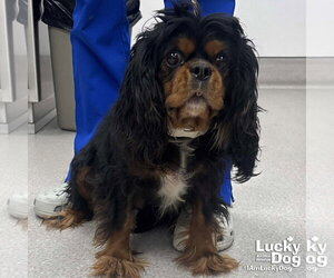 Cavalier King Charles Spaniel-Unknown Mix Dogs for adoption in Washington, DC, USA