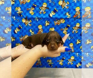 Dachshund Puppy for sale in WINNSBORO, LA, USA