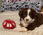 Puppy 4 Miniature Australian Shepherd