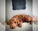 Small Photo #2 Goldendoodle Puppy For Sale in NORTH VERNON, IN, USA