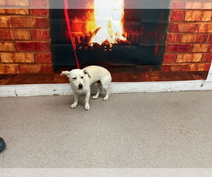 Chihuahua Dogs for adoption in San Bernardino, CA, USA