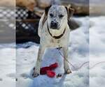 Small American Staffordshire Terrier Mix