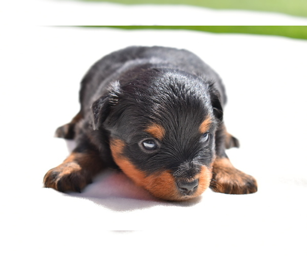 Medium Photo #3 Miniature American Shepherd Puppy For Sale in PALM COAST, FL, USA